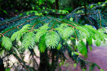 Gemmae of larch needlesの写真素材