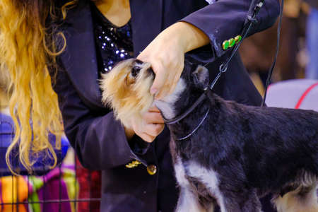A zwergschnauzer during a grooming session in an international dog show, before the entrance in the...