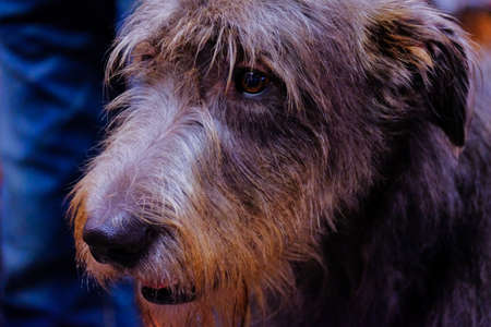 Head of a beautiful Irish Wolfhound dog. The Irish Wolfhound is a breed of a domestic dog (Canis...