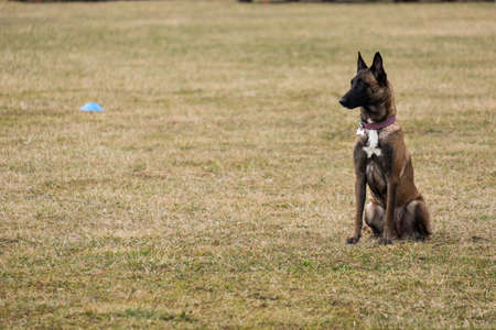 A sitting Malinois sheperd during an obedience exercise. This dog has black mask and a white spot on...