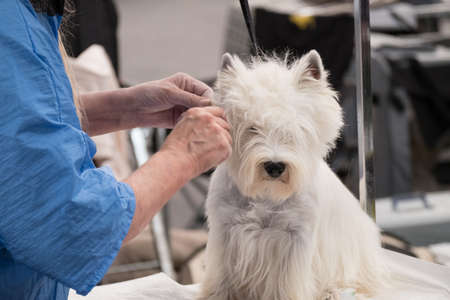 West Highland White Terrier The coarse outer coat is normally removed byの写真素材