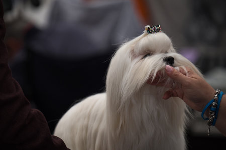 A subject of Maltese breed waiting to enter the ring for judgment during a dog showの写真素材