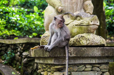 Monkey sitting on the statueの写真素材