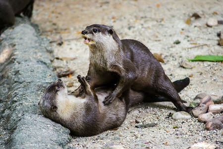 European otter (Lutra lutra), also known as the Eurasian otter, Eurasian river otter, common otter and Old World otter, is a European and Asian member of the Lutrinae or otter subfamily, and is typical of freshwater otters.の写真素材