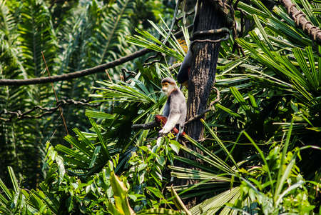 Douc Langur in Singapore Zooの写真素材