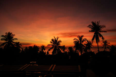 Silhouettes of palm trees  on the background of red sunset on the seaの写真素材