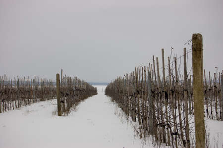 Numbers of saplings of an apple-tree in the winter. A backgroundの写真素材
