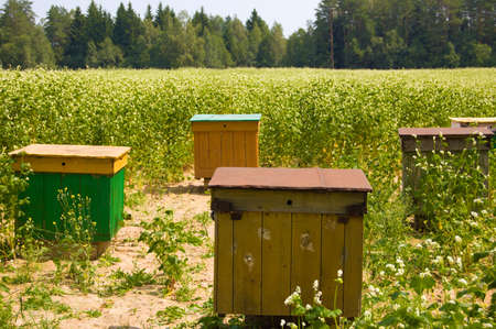 Apiary in the field on sowings of the buckwheat