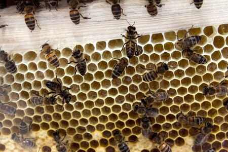 bees on honeycombs, close-up in the apiary with brood