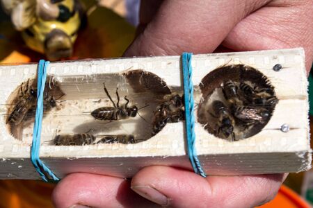 Queen bee sv container with working beesの写真素材