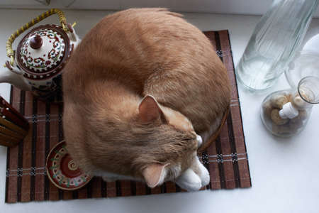 ginger cat lies on the windowsill, on the brown carpetの写真素材