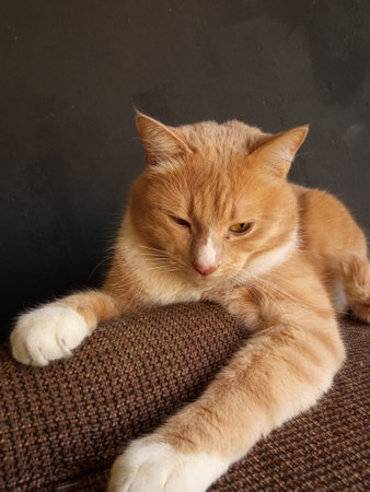 Portrait of a funny beautiful red catの写真素材