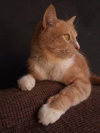 Portrait of a funny beautiful red catの写真素材