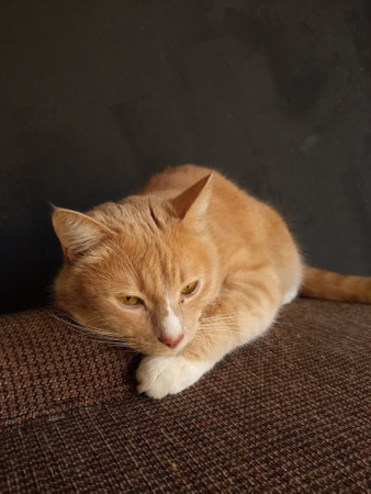 Portrait of a funny beautiful red catの写真素材