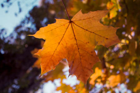 Autumn leafの写真素材