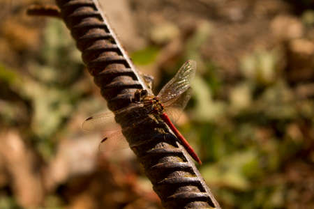 dragonflyの写真素材