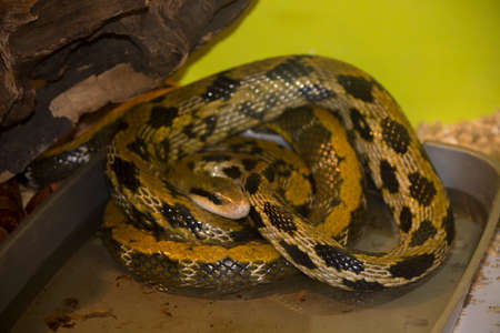 python
