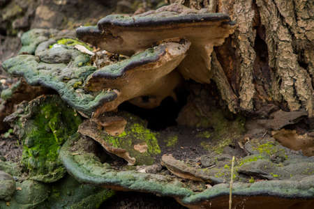 fungus