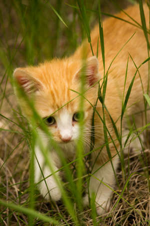 forest kittenの写真素材