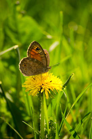 first butterflyの写真素材