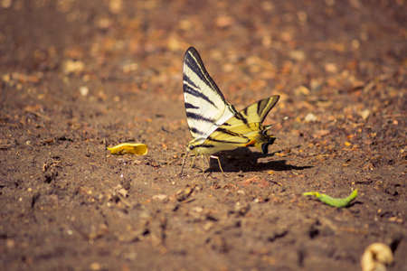 butterflyの写真素材