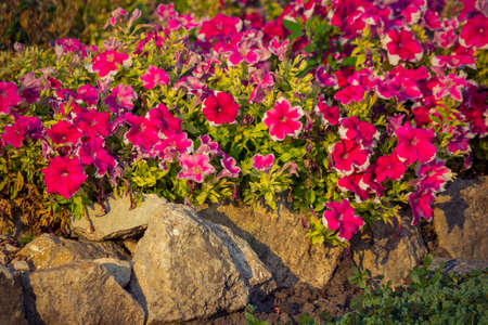 flowersの写真素材