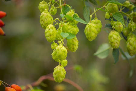 hops