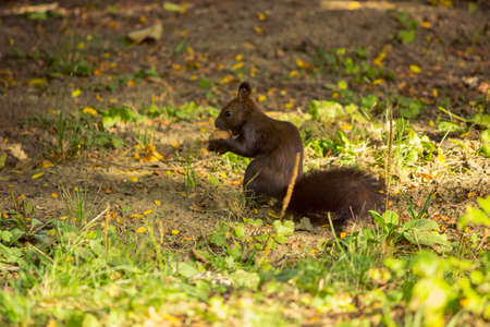 squirrelの写真素材