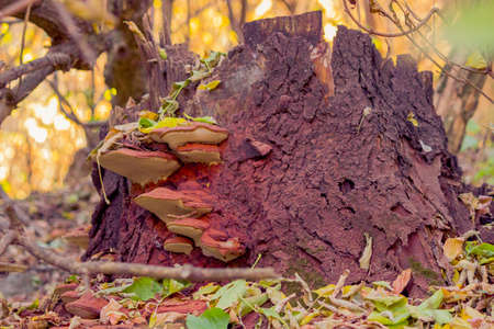 mushrooms on stumpの写真素材