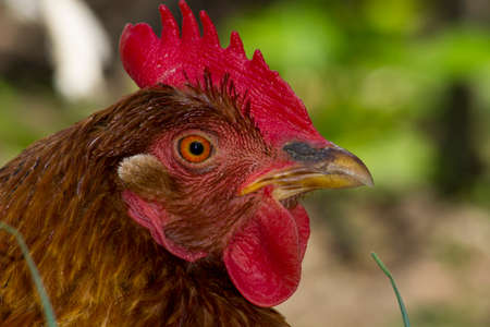 chicken closeup
