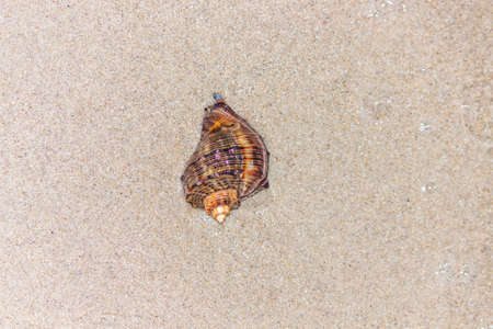 sea ??shell