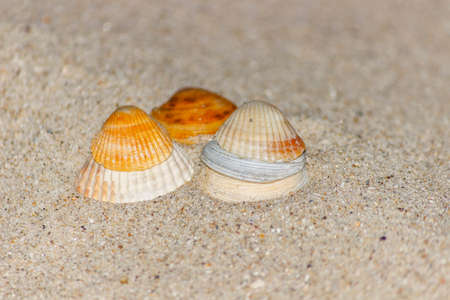 shell