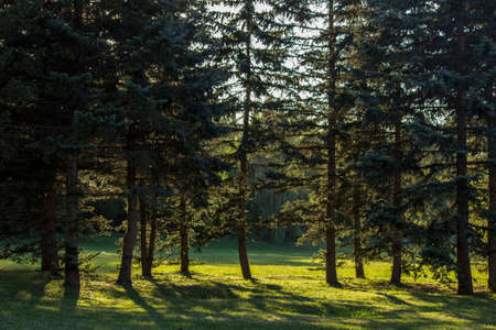 coniferous forestの写真素材