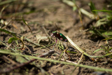 tiger beetleの写真素材