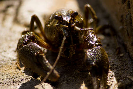 Live crayfishの写真素材