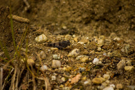 grasshopperの写真素材