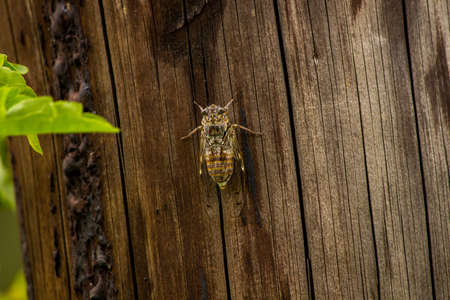 cicadaの写真素材