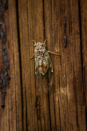 cicadaの写真素材