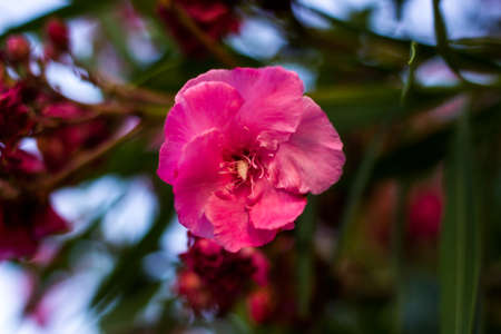 Flowering oleanders