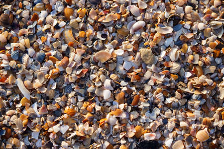 texture of seashells by the sea