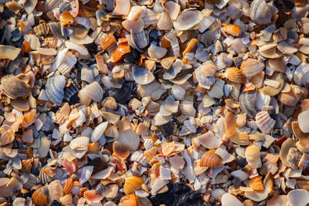 seashell on the seashore
