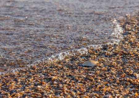seashell on the seashore
