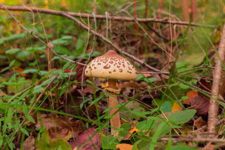 Amanita mushroom close up in the autumn forestの写真素材