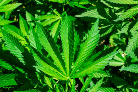 Green cannabis leaves close upの写真素材