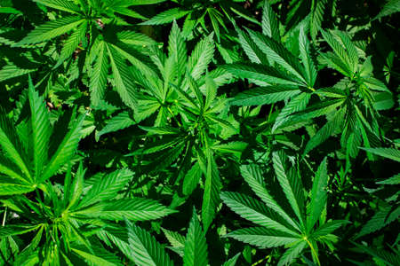 Green cannabis leaves close up