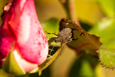 Bug beetle sitting on a roseの写真素材