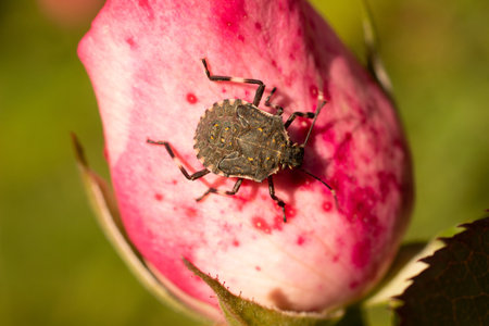 Bug beetle sitting on a rose