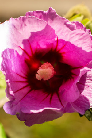 Close-up macro shot of a flower