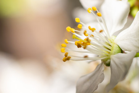 cherry blossom macro close up photo with shallow depth of fieldの写真素材