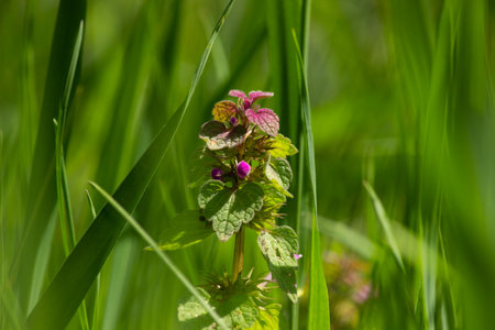 Flowering dead nettle (Lamium purpureum)